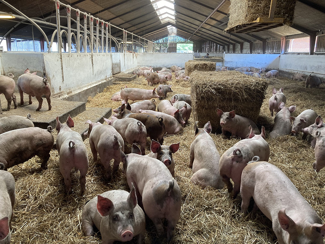 The Potential Of Pig Farming In Zimbabwe Pt 2 Gemnation